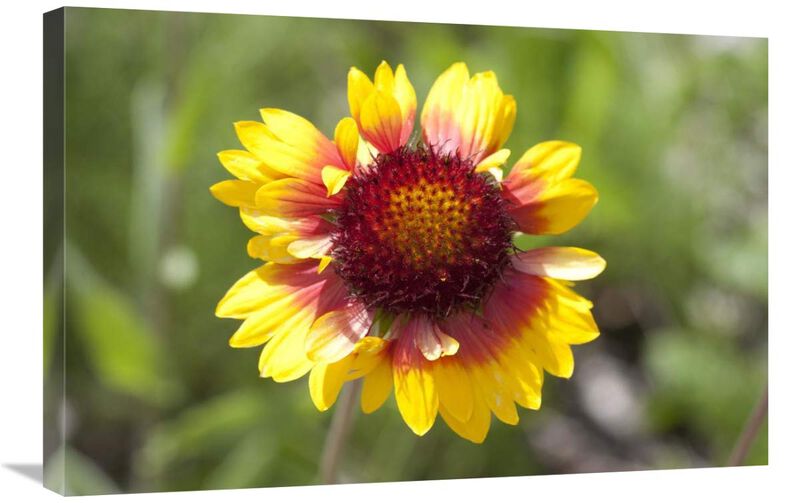 Annual Coreopsis flower, Spruce Woods Provincial Park, Manitoba, Canada-Canvas Art-30x20