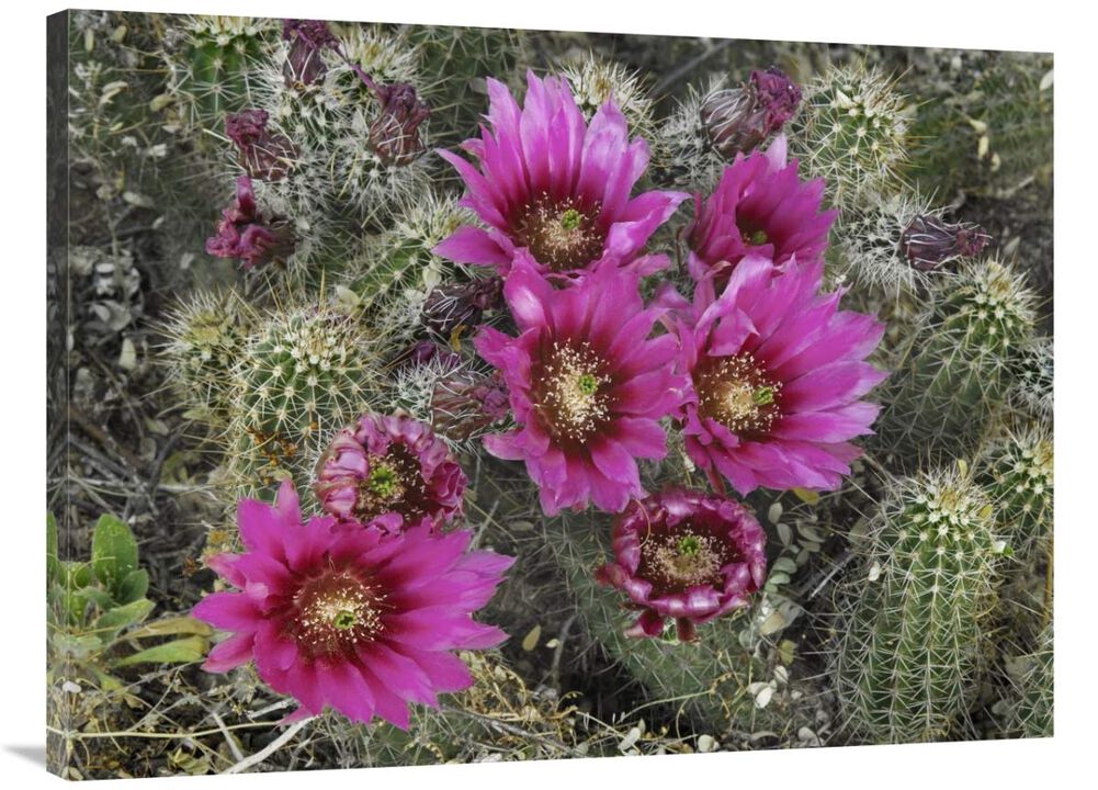 Hedgehog Cactus flowering, Arizona-Canvas Art-40x30