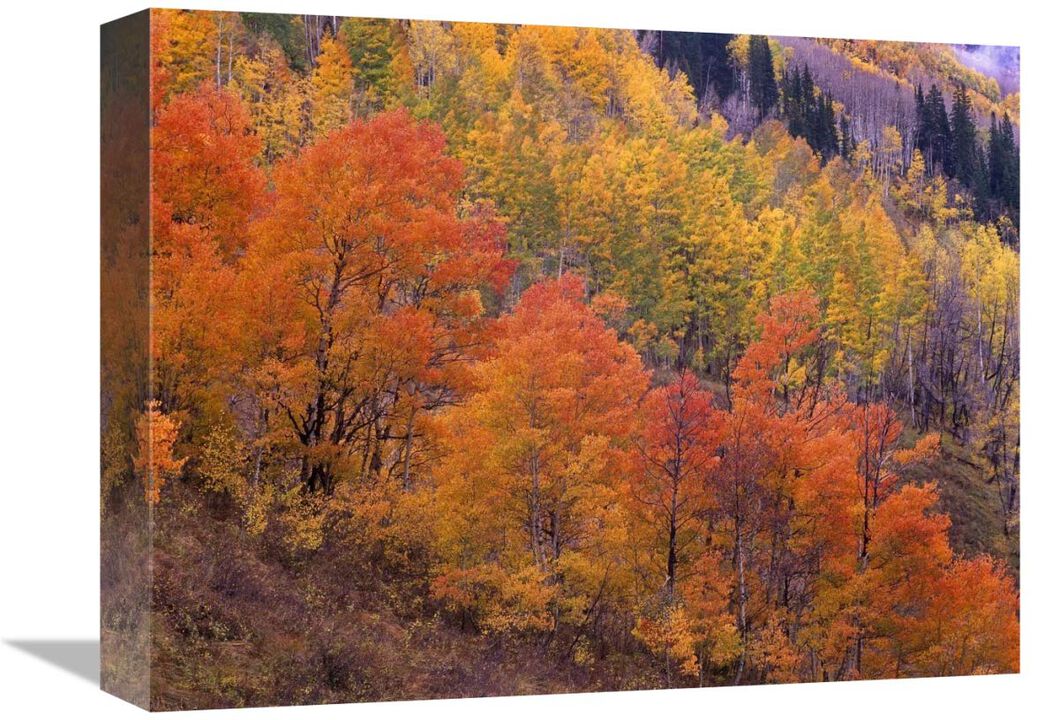 Aspen grove in fall colors, Washington Gulch, Gunnison National Forest, Colorado-Canvas Art-16x12