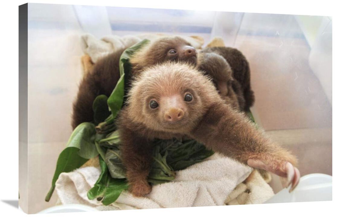 Hoffmanns Two-toed Sloth orphaned babies, Aviarios Sloth Sanctuary, Costa Rica-Canvas Art-30x20