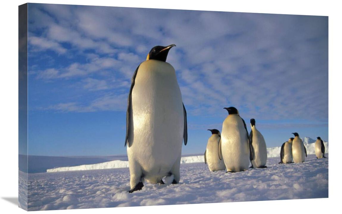 Emperor Penguin group, Kloa Point, Edward VIII Gulf, Antarctica-Canvas Art-30x20
