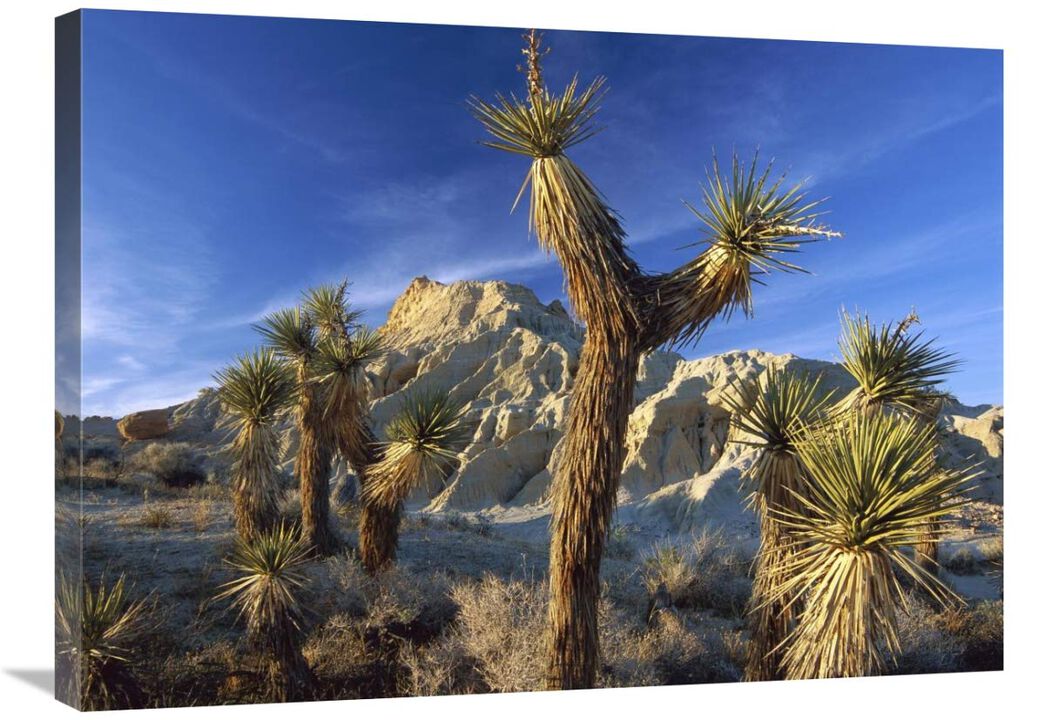 Joshua Trees in Red Rock Canyon State Park, California-Canvas Art-32x24