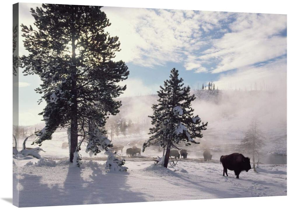 American Bison in winter, Yellowstone National Park, Wyoming-Canvas Art-40x30