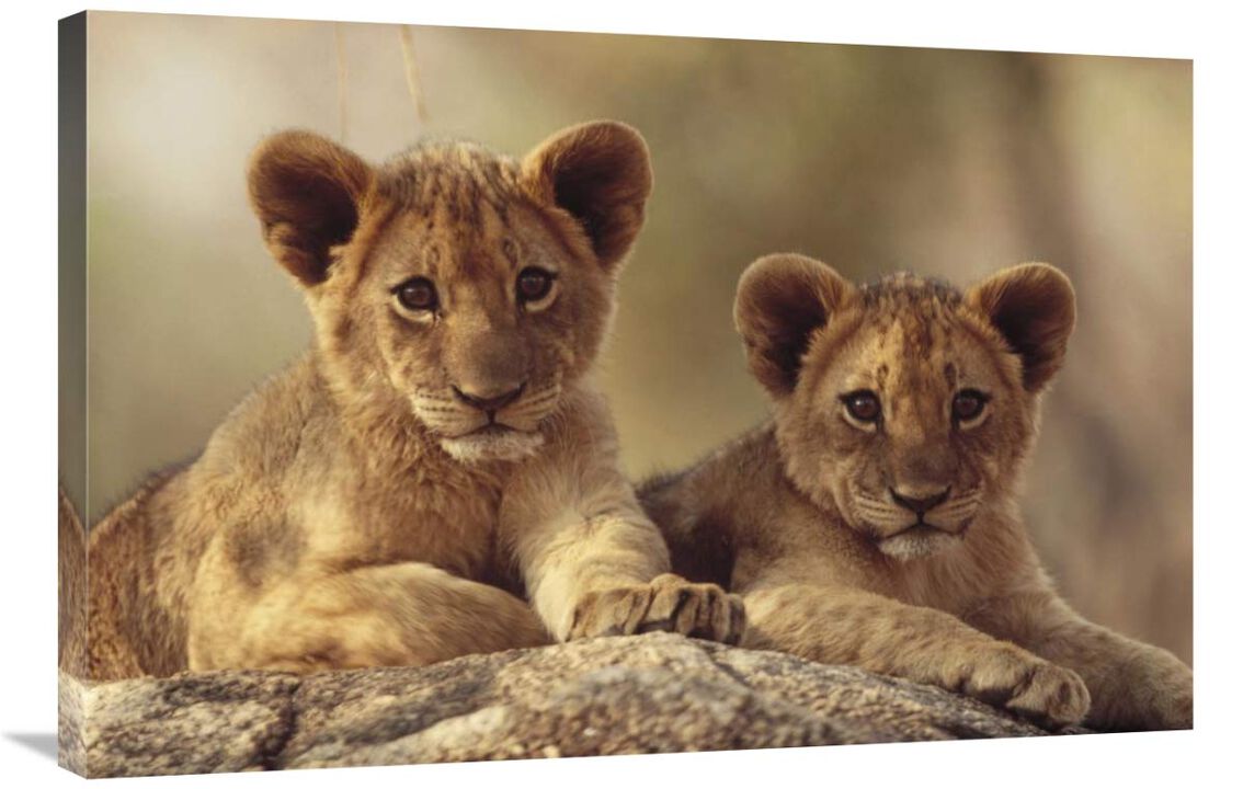 African Lion cubs resting on a rock, Hwange National Park, Zimbabwe, Africa-Canvas Art-36x24