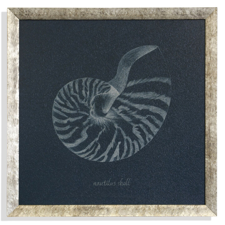 Shell Study