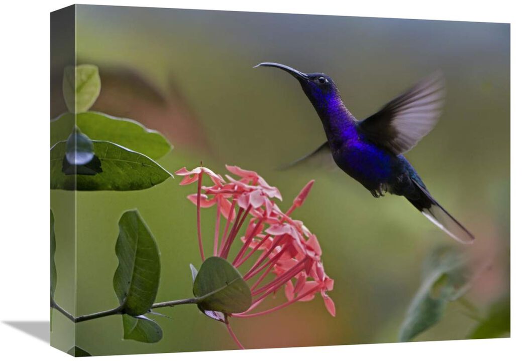 Violet Sabre-wing male hummingbird feeding at flower, Costa Rica-Canvas Art-16x12