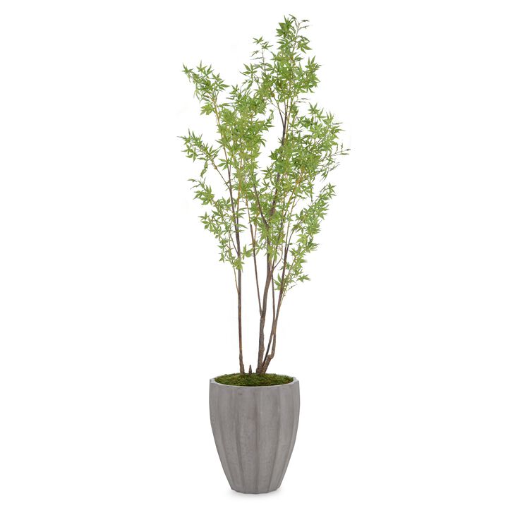Rocky Mountain Maple