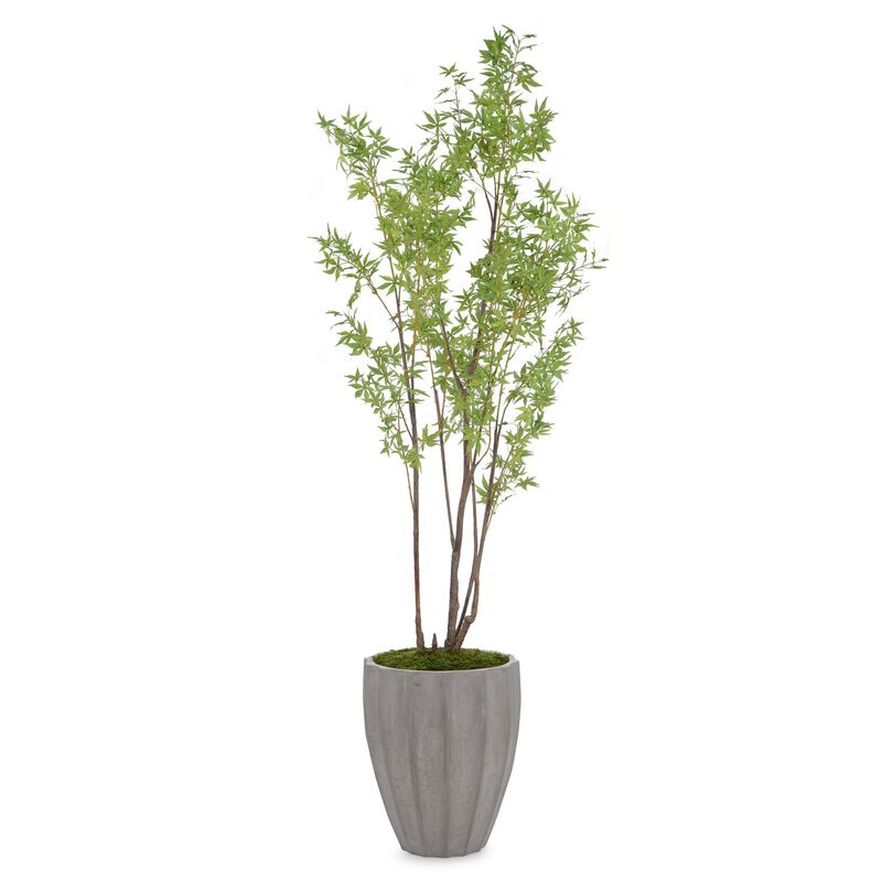 Rocky Mountain Maple