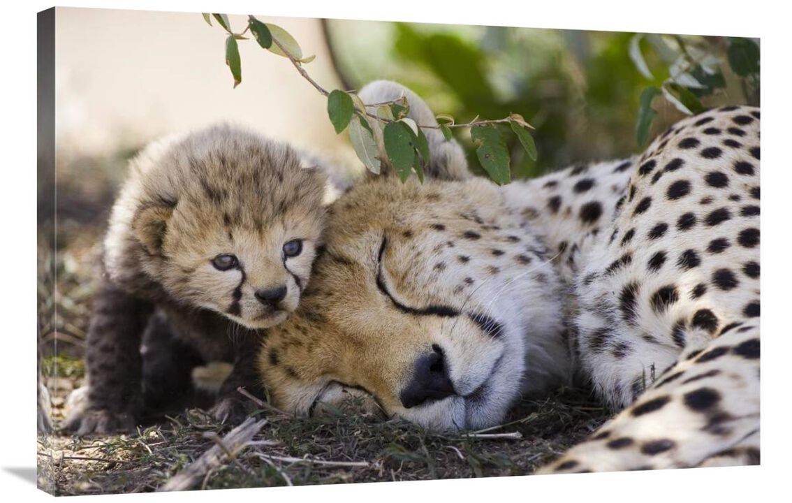 Cheetah mother and seven day old cub, Maasai Mara Reserve, Kenya-Canvas Art-36x24