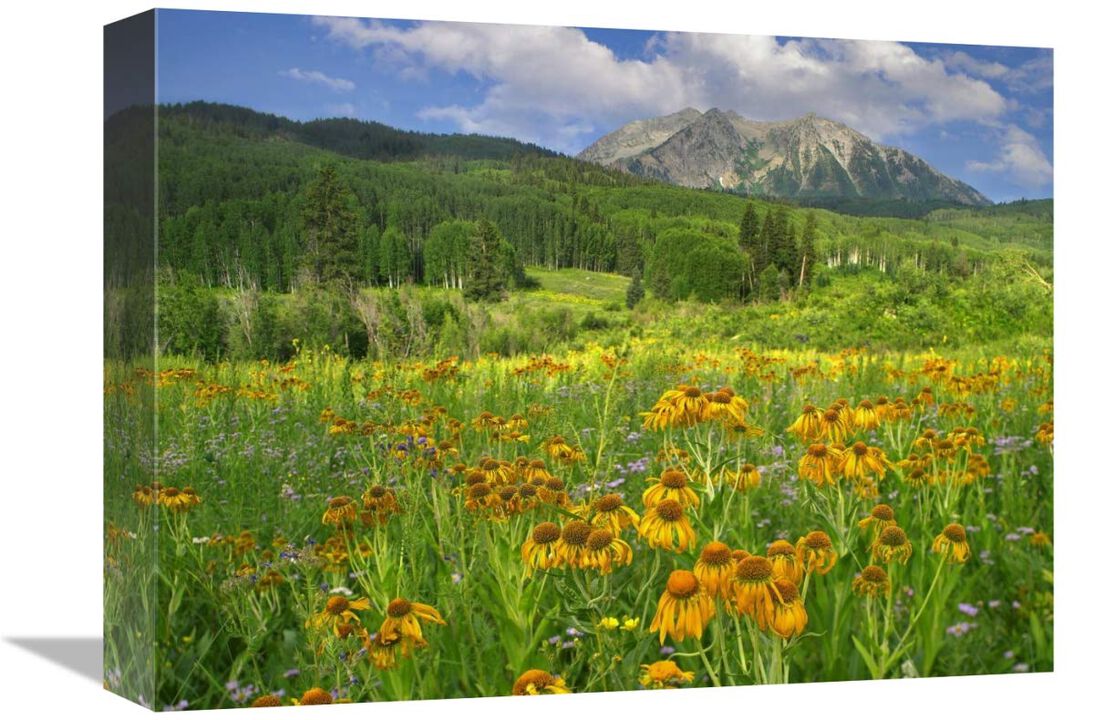 Orange Sneezeweed blooming in meadow with East Beckwith Mountain in the background, Colorado-Canvas Art-16x12