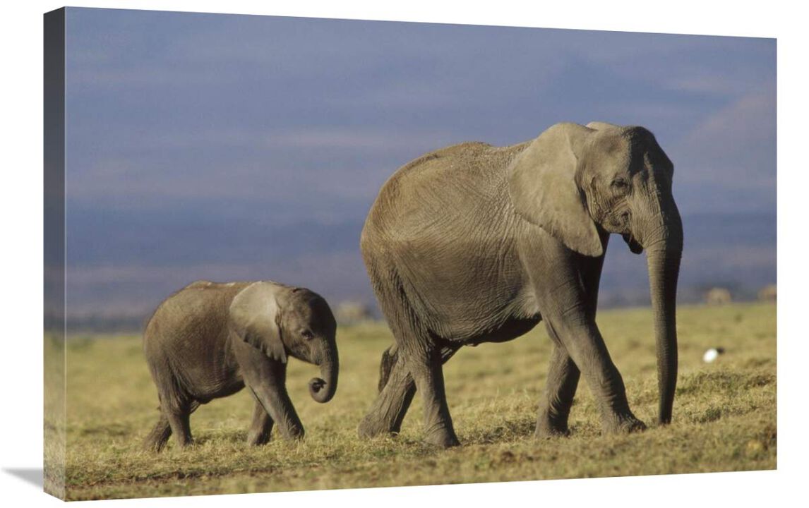 African Elephant mother leading calf, Kenya-Canvas Art-30x20