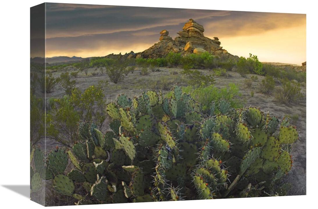 Opuntia and hoodoos, Big Bend National Park, Chihuahuan Desert, Texas-Canvas Art-16x12