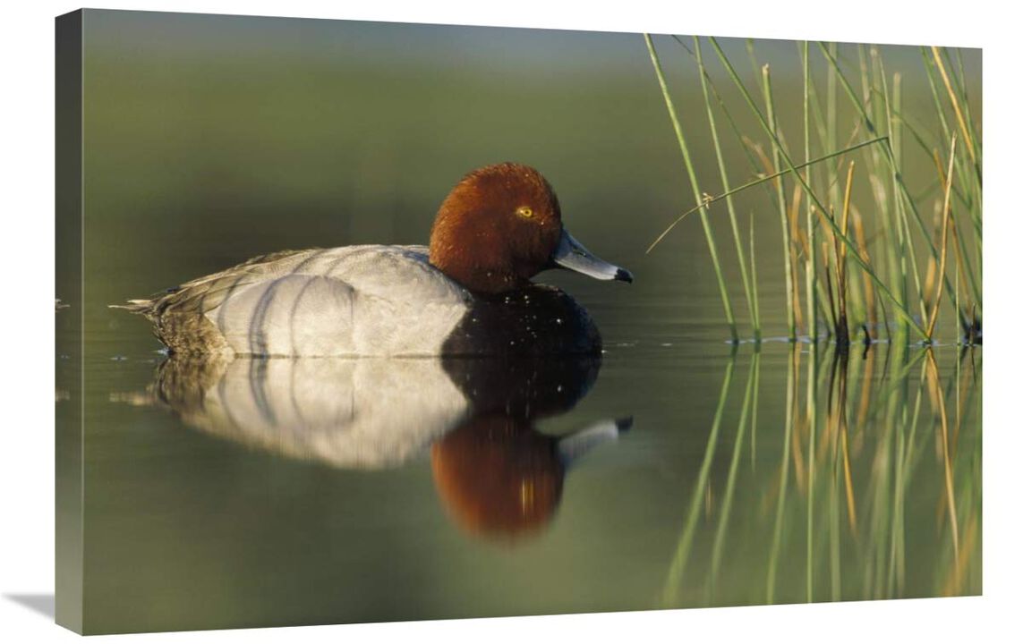Redhead Duck male, portrait, Moses Lake, Washington-Canvas Art-30x20