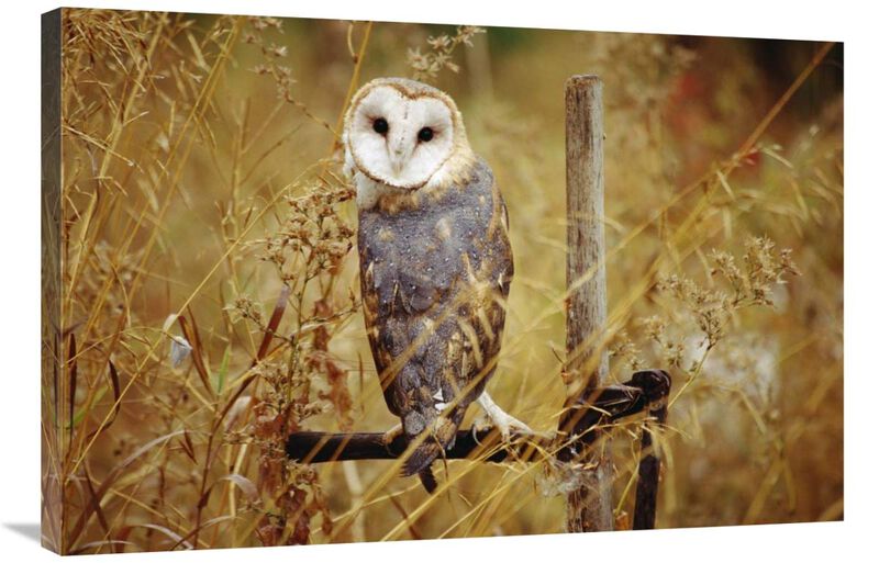 Barn Owl perching among dry grasses, British Columbia, Canada-Canvas Art-36x24
