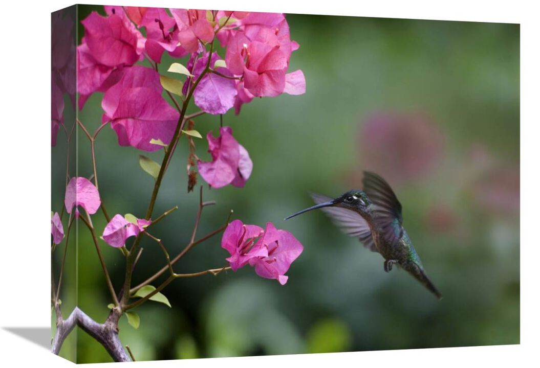 Magnificent Hummingbird female feeding at flower, Costa Rica-Canvas Art-16x12