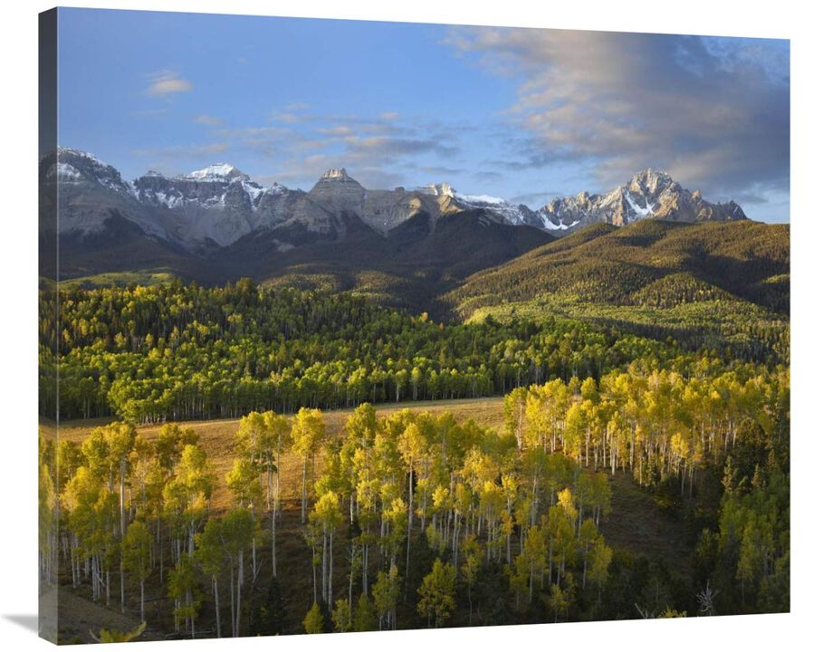 Quaking Aspen forest and Mount Sneffels, San Juan Mountains, Colorado-Canvas Art-36x29.88