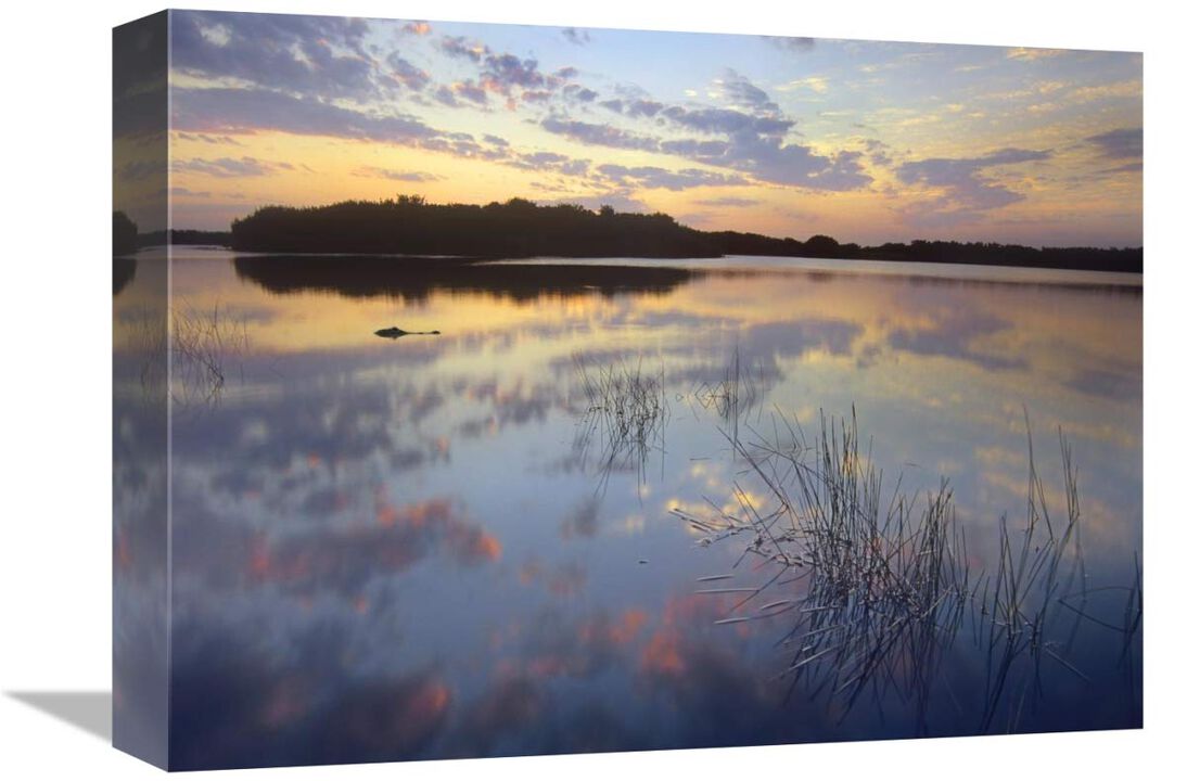 American Alligator in Paurotis Pond, Everglades National Park, Florida-Canvas Art-16x12