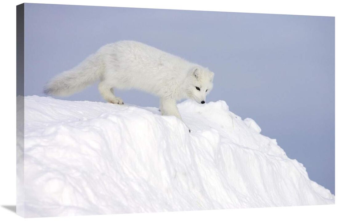 Arctic Fox on snow drift, tundra, Arctic-Canvas Art-36x24