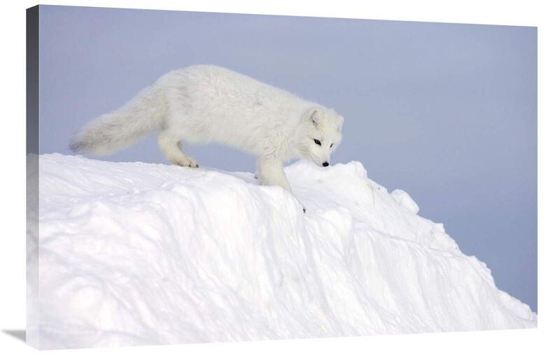 Arctic Fox on snow drift, tundra, Arctic-Canvas Art-36x24