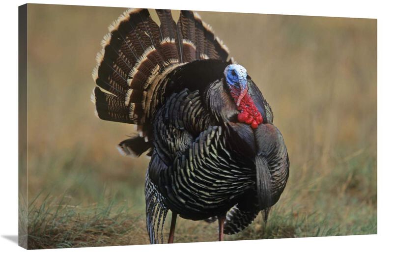 Wild Turkey male, North America-Canvas Art-36x24