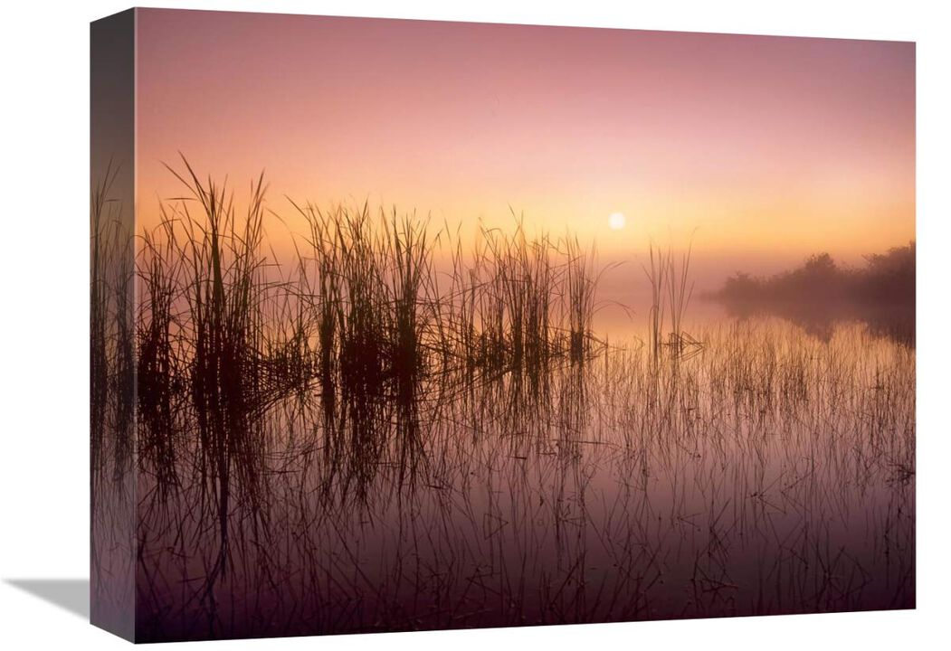 Reeds reflected in Sweet Bay Pond at sunrise, Everglades National Park, Florida-Canvas Art-16x12