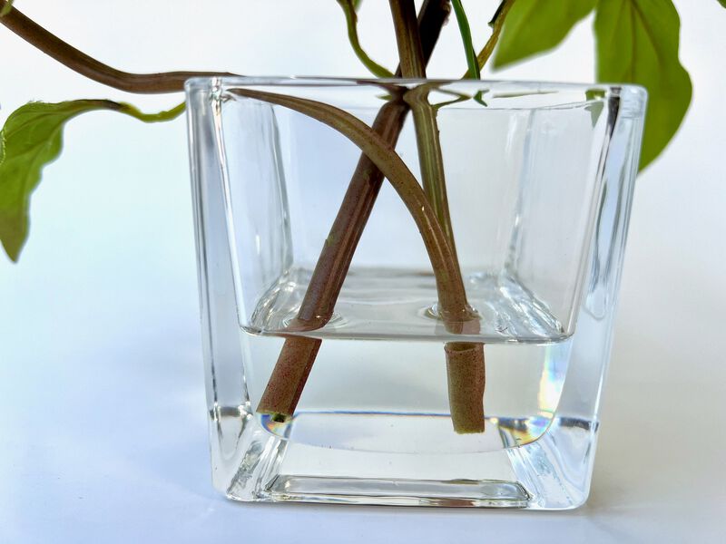 Peony Flower Arrangement in Glass Vase