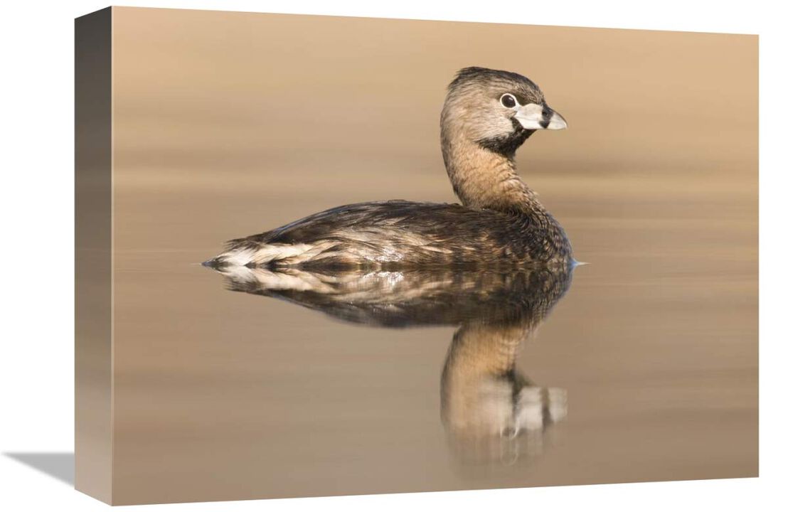 Pied-billed Grebe in breeding plumage, Island Lake Recreation Area, Michigan-Canvas Art-16x12
