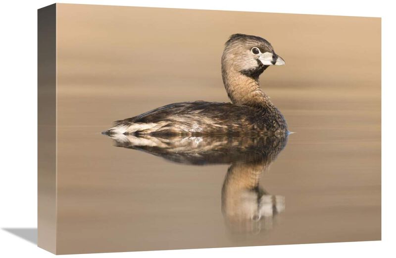 Pied-billed Grebe in breeding plumage, Island Lake Recreation Area, Michigan-Canvas Art-16x12