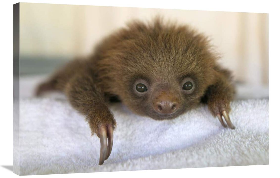Hoffmanns Two-toed Sloth orphaned baby, Aviarios Sloth Sanctuary, Costa Rica-Canvas Art-36x24