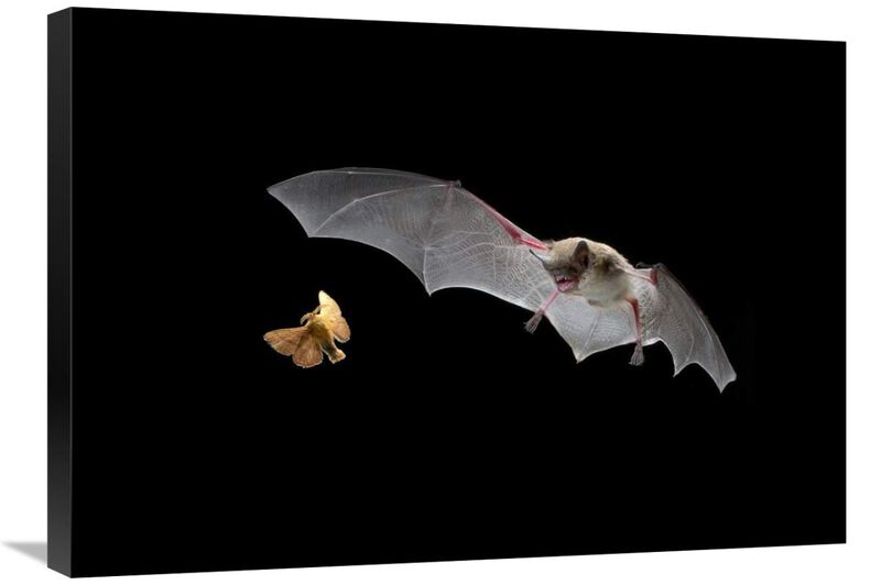 Little Brown Bat pursues a forest moth-Canvas Art-30x21.3