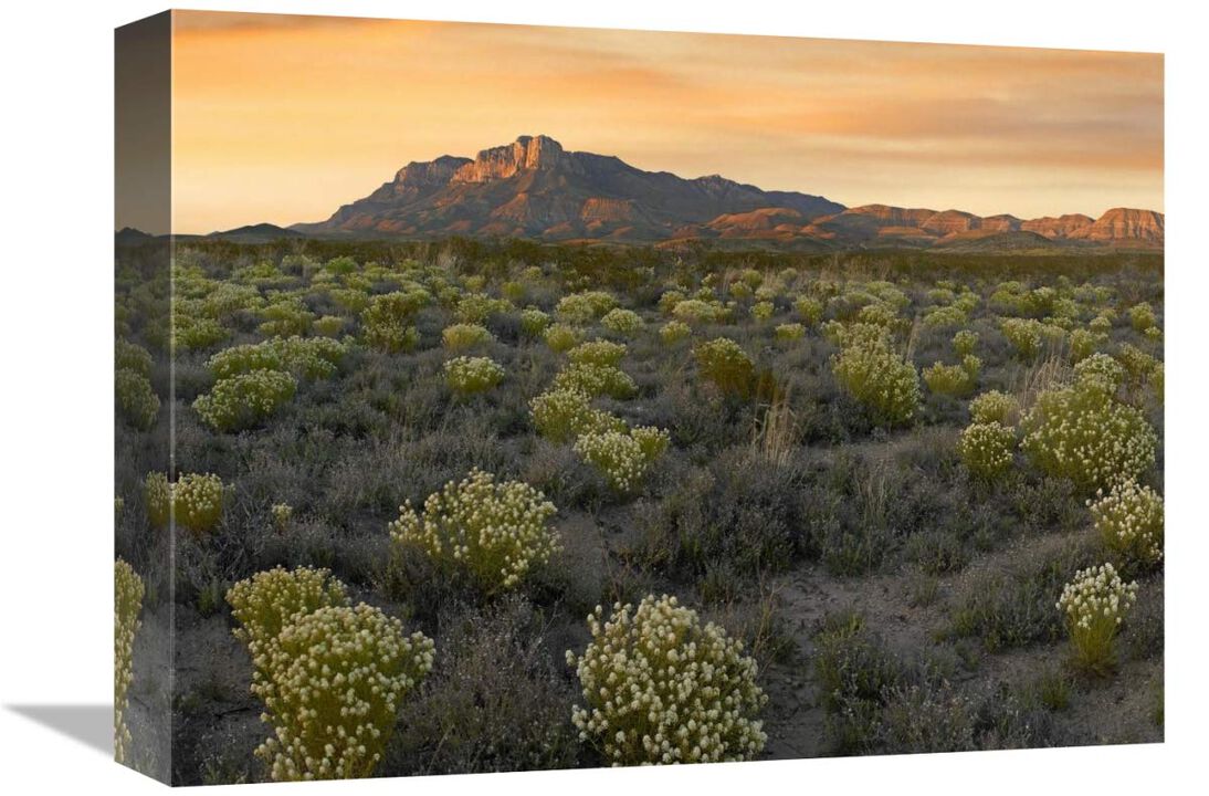 Pepperweed meadow beneath El Capitan, Guadalupe Mountains National Park, Texas-Canvas Art-16x12