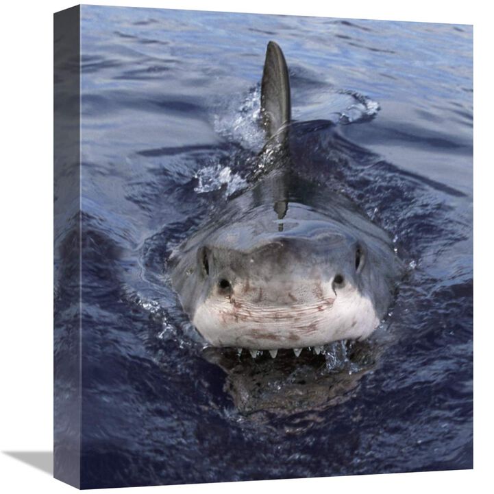 Great White Shark at surface, Cape Province, South Africa-Canvas Art-13.6x16