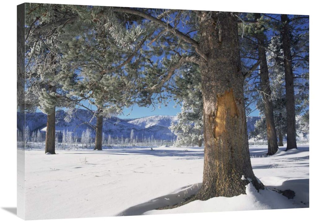 Winter in Yellowstone National Park, Wyoming-Canvas Art-32x24