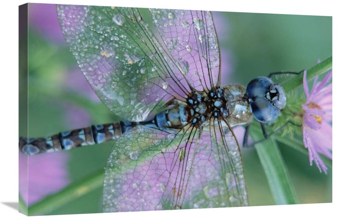Southern Hawker Dragonfly close-up, on stem, New Mexico-Canvas Art-30x20