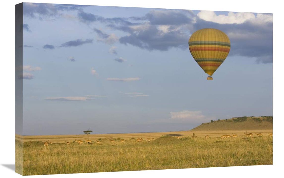 Hot air balloon flying over impala herd, Masai Mara Triangle, Kenya-Canvas Art-30x20