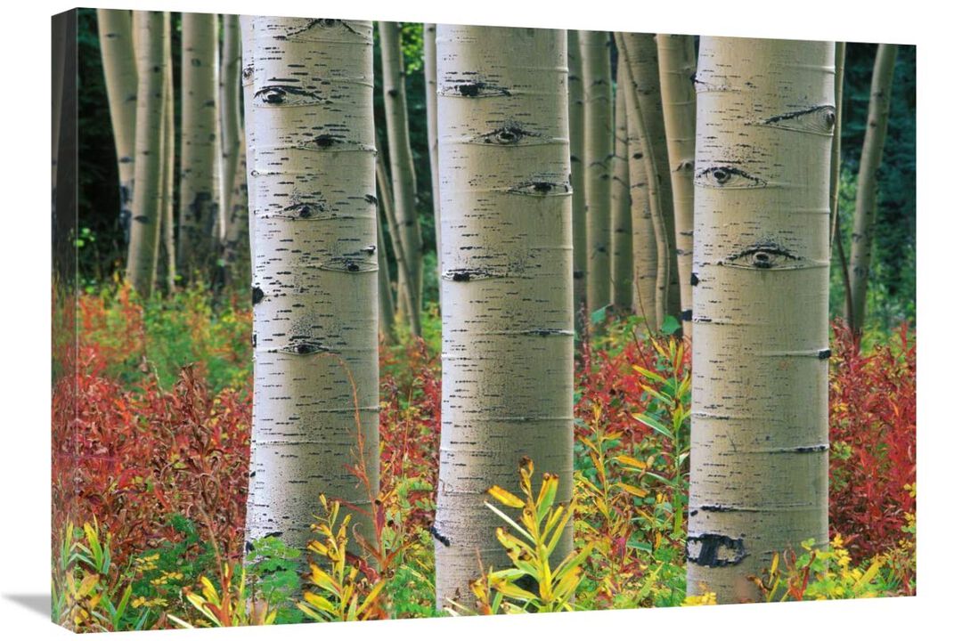 Aspen trunks, Colorado-Canvas Art-30x21.3