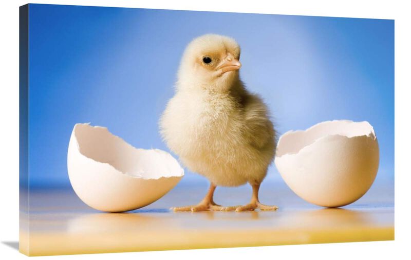 Domestic Chicken, banty morph, hatchling with egg shell-Canvas Art-36x24