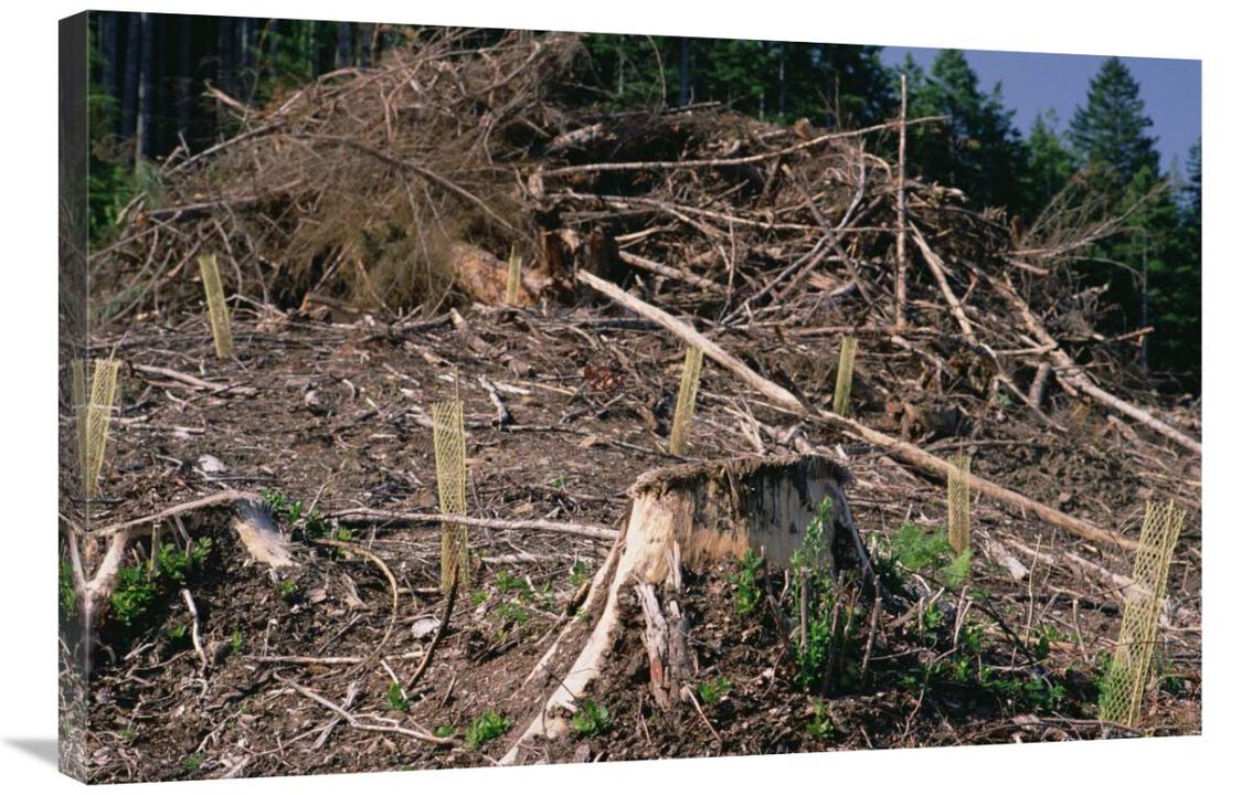 Replant of Douglas Fir in clearcut, Suislaw National Forest, Oregon-Canvas Art-36x24