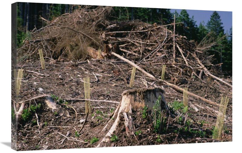 Replant of Douglas Fir in clearcut, Suislaw National Forest, Oregon-Canvas Art-36x24