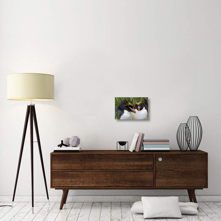 Macaroni Penguin pair, Cooper Bay, South Georgia Island-Canvas Art-18x12