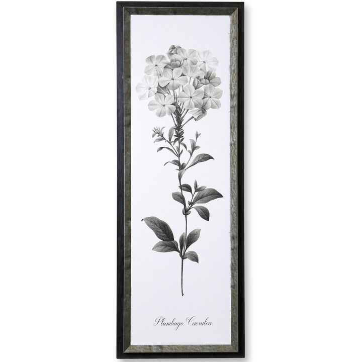 Slender Leadwort Framed Print