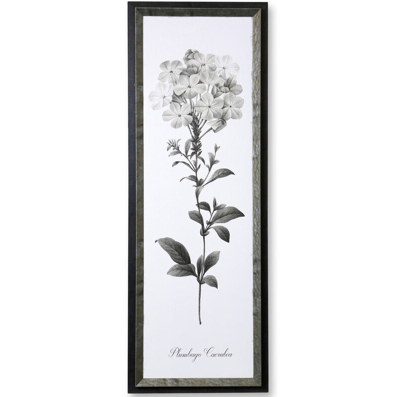 Slender Leadwort Framed Print