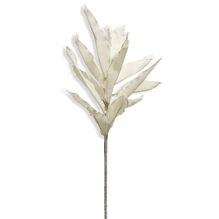 Ruscus Stem