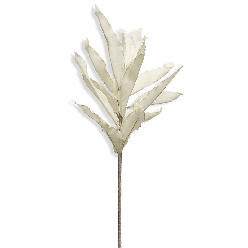 Ruscus Stem