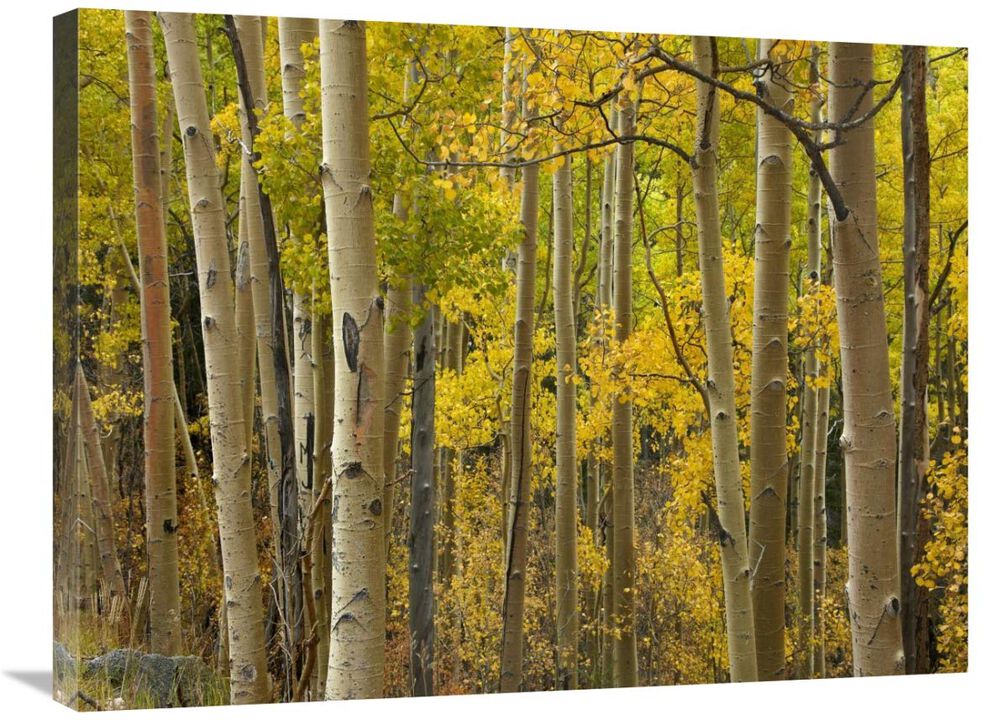 Aspen trees in autumn, Santa Fe National Forest near Santa Fe, New Mexico-Canvas Art-32x24