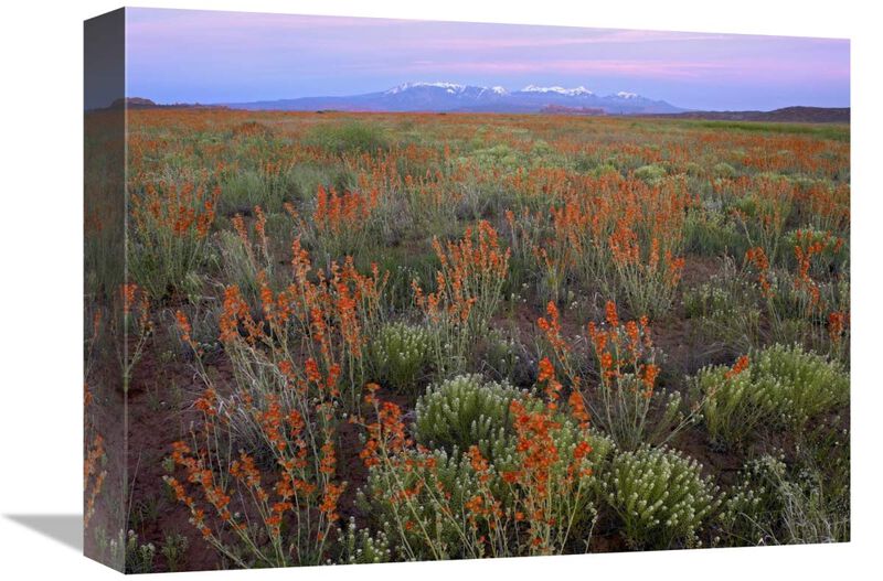 La Sal Mountains and Globemallows Salt Valley, Arches National Park, Utah-Canvas Art-16x12