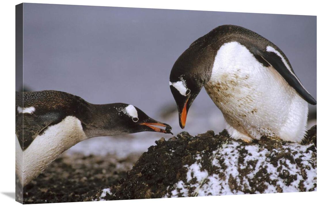 Gentoo Penguin nesting adults rebuild pebble nest, Aitcho Island, South Shetland Islands, Antarctica-Canvas Art-36x24