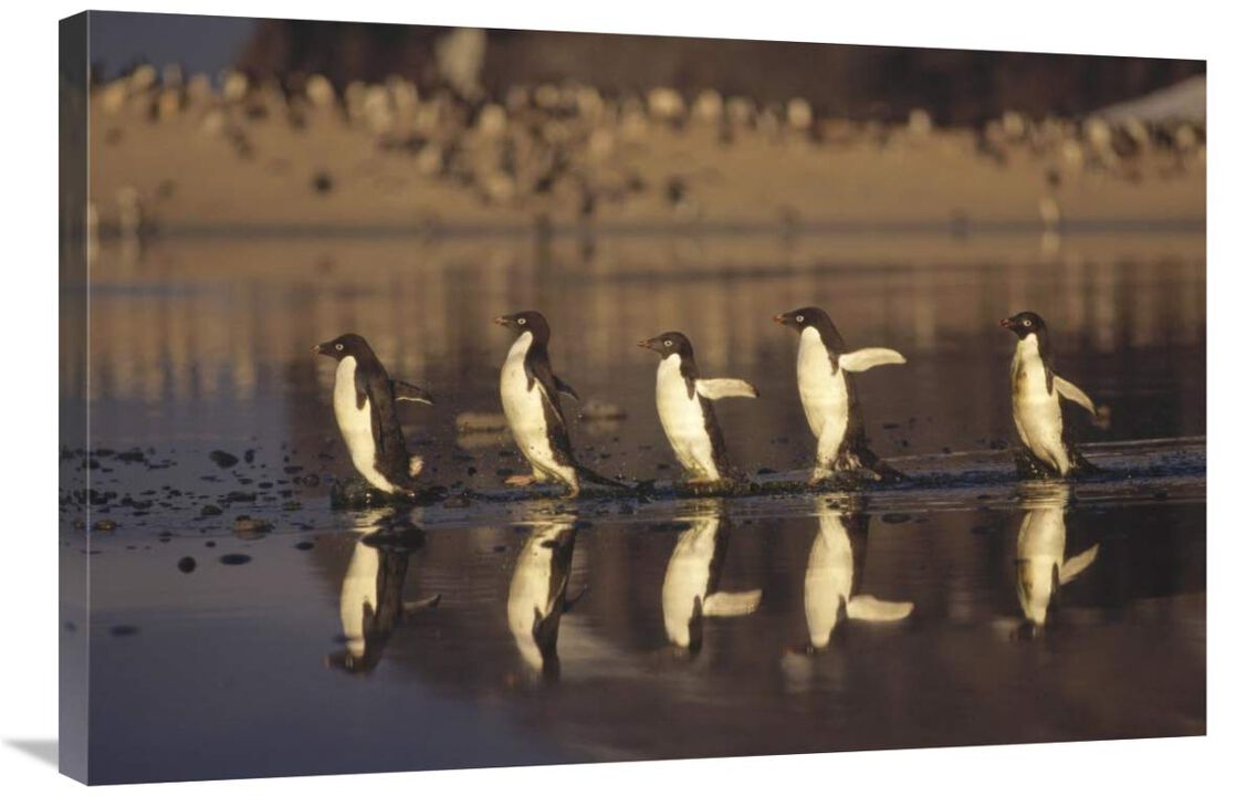 Adelie Penguins crossing summer melt pool, Cape Adare, Ross Sea, Antarctica-Canvas Art-36x24