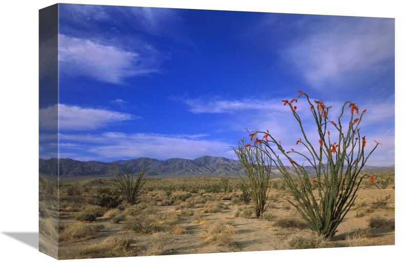 Ocotillo and the Vallecito Mountains, Anza-Borrego Desert State Park, California-Canvas Art-16x12