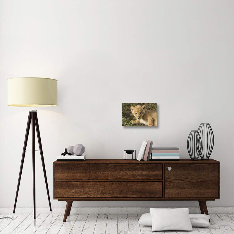 African Lion five week old cub, vulnerable, Masai Mara National Reserve, Kenya-Canvas Art-18x12